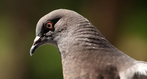 Pigeon Coloma livia — стоковое фото