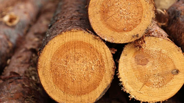 Wooden Log background — Stock Photo, Image