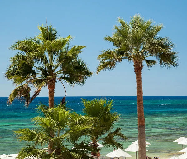 Praia palmeiras verdes — Fotografia de Stock