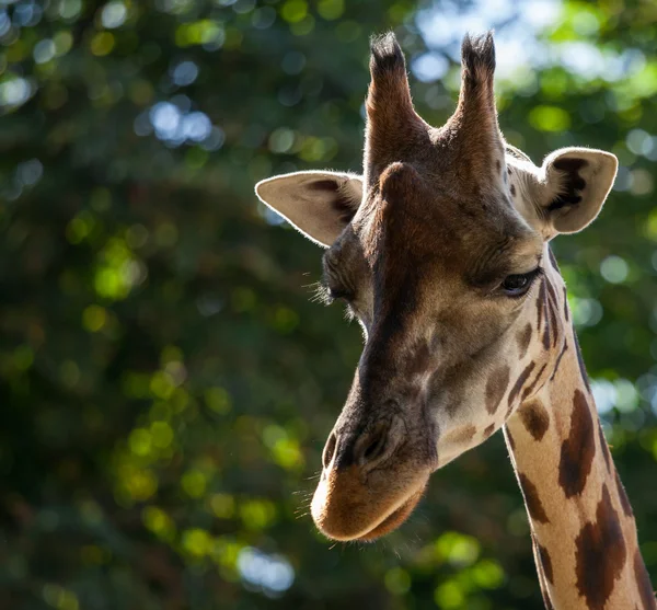 Giraffe among green trees — Stock Photo, Image