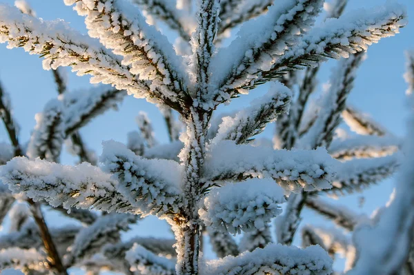 Jedle větve pokryté sněhem — Stock fotografie
