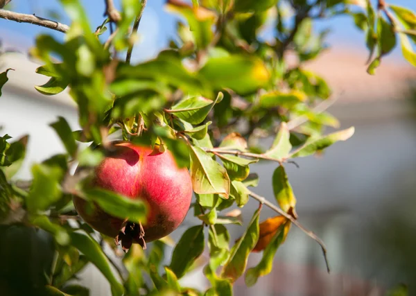 Ripe pomegranate on a branch — Stock Photo, Image