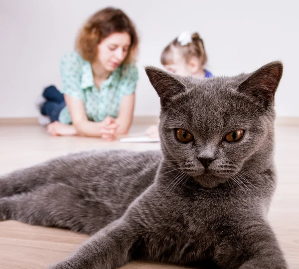 Gato gris con madre e hija — Foto de Stock