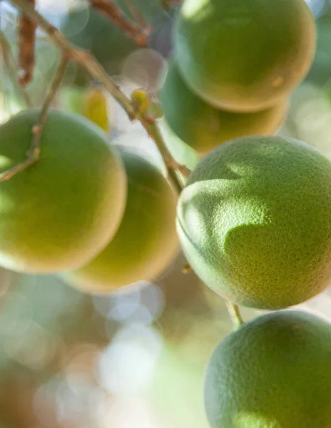 Zelené limety na větvi — Stock fotografie