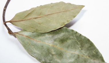 beyaz üzerine defne yaprağı