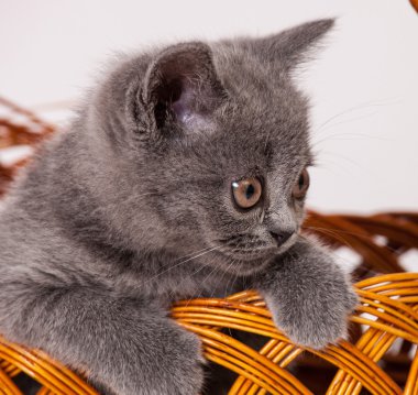 Sepetteki küçük kedi yavrusu