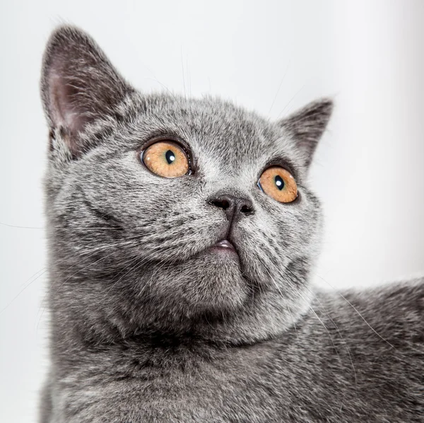 Porträtt av en vacker brittiska katt — Stockfoto