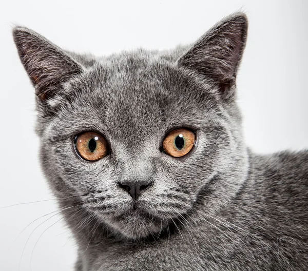 Porträtt av en vacker brittiska katt — Stockfoto
