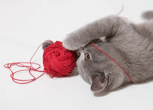 Lilla kattunge med tråd boll — Stockfoto