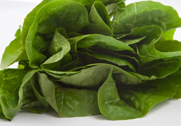 Fresh leaves of lettuce — Stock Photo, Image