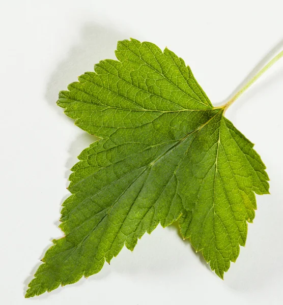 Folha verde de passa de Corinto — Fotografia de Stock