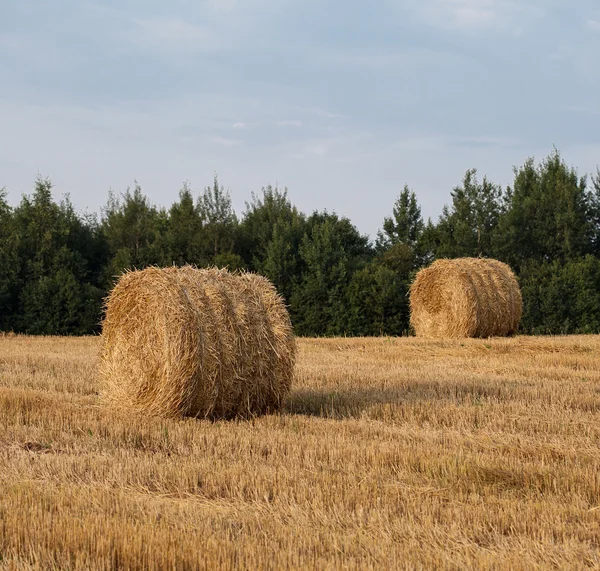 Haystacks sonbahar sahada — Stok fotoğraf