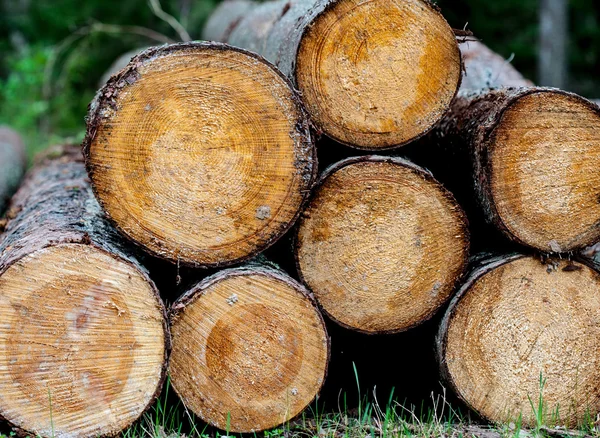 Cutted Log background — Stock Photo, Image