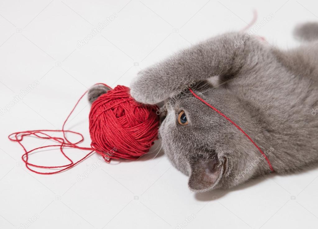 little kitten with thread ball