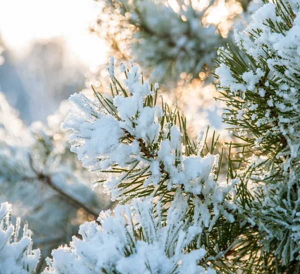 Fir branch covered with snow — Stock Photo, Image