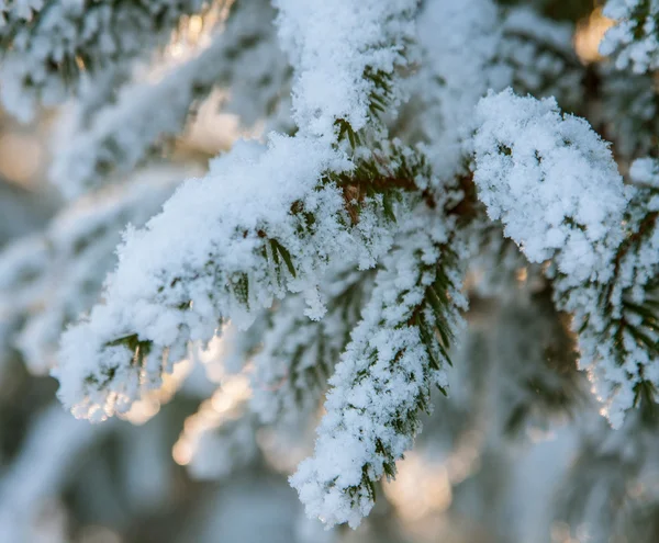 Fir branch covered with snow — Stock Photo, Image