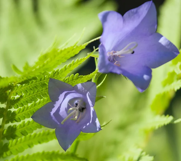 美しいブルーベルの花 — ストック写真