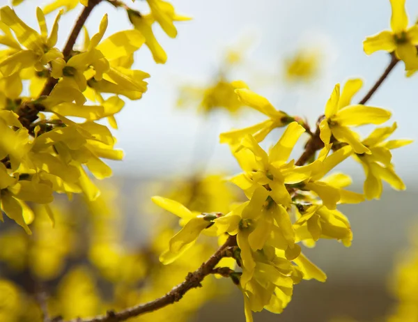 Fleurs jaunes en fleurs — Photo