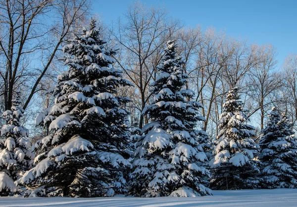 Alberi di conifera coperti di neve — Foto Stock