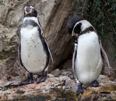 buzlu suda sevimli penguenler