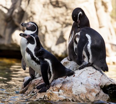  buzlu suda sevimli penguenler
