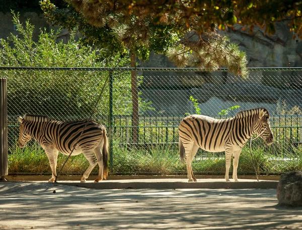 Zèbres animaux sauvages — Photo