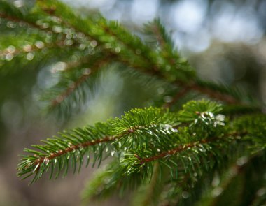 Köknar yeşil ağaç dalları