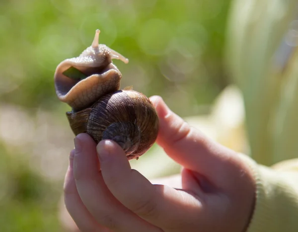 Llittle girl holding snail — Stock Photo, Image