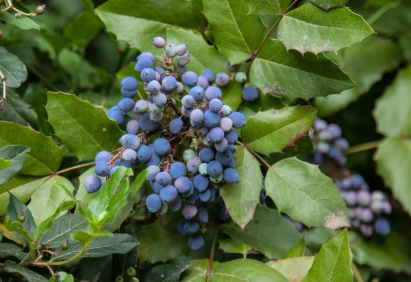 Blue berries on shrub — Stock Photo, Image