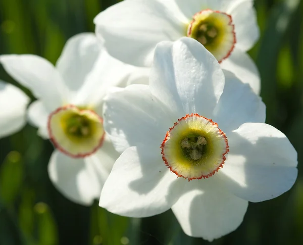 Blühende Narzissenblüten — Stockfoto