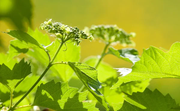 Blossoming arrowwood bush — Stok Foto