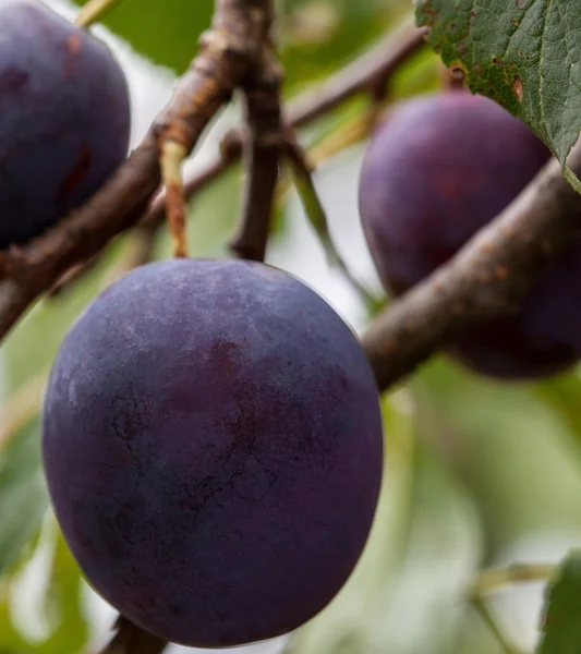 Ripe plums on branch