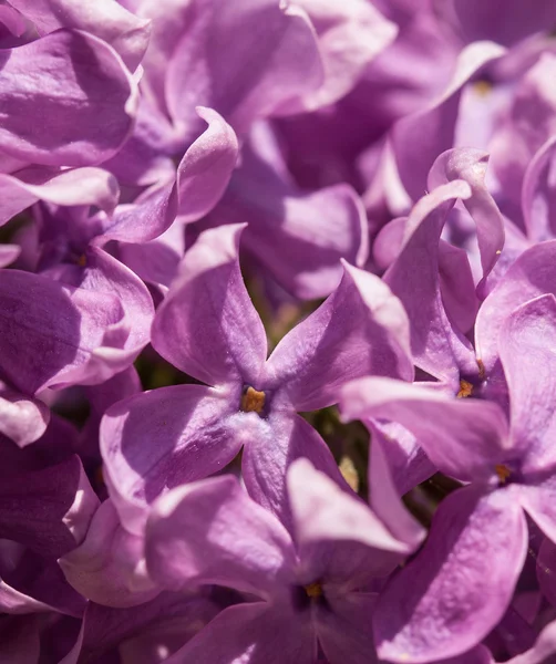 Pink lilac blooming flowers — Stock Photo, Image