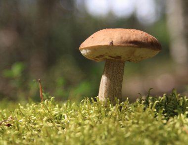 orman içinde büyüyen mantar