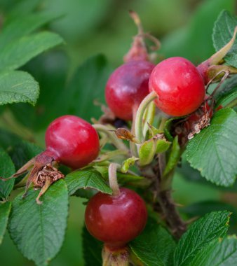 Olgun kuşburnu çilek