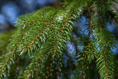 Köknar yeşil ağaç dalları