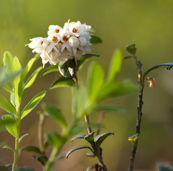 Fioritura fiori di cowberry — Foto Stock