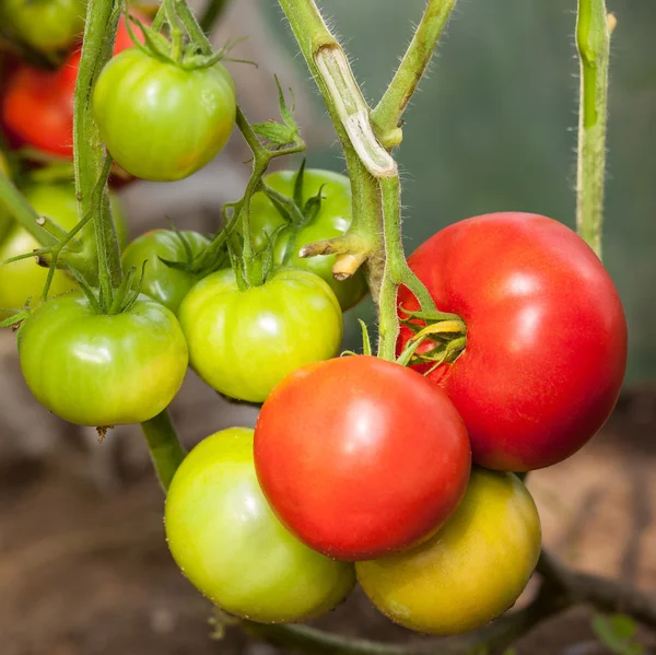 Tomates poussant sur une branche — Photo