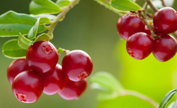 Cowberries growing in the forest — Stock Photo, Image