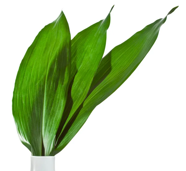 Green leaves in vase — Stock Photo, Image