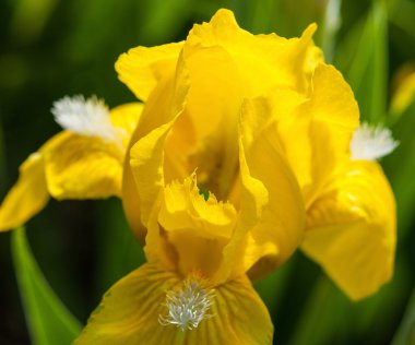 flor de iris amarillo