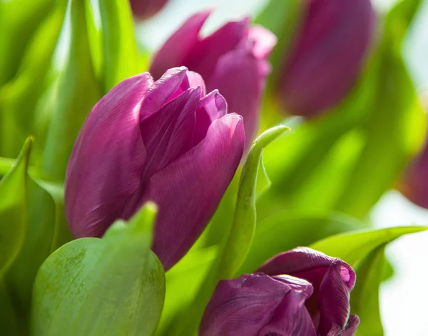 Hermosos tulipanes morados —  Fotos de Stock