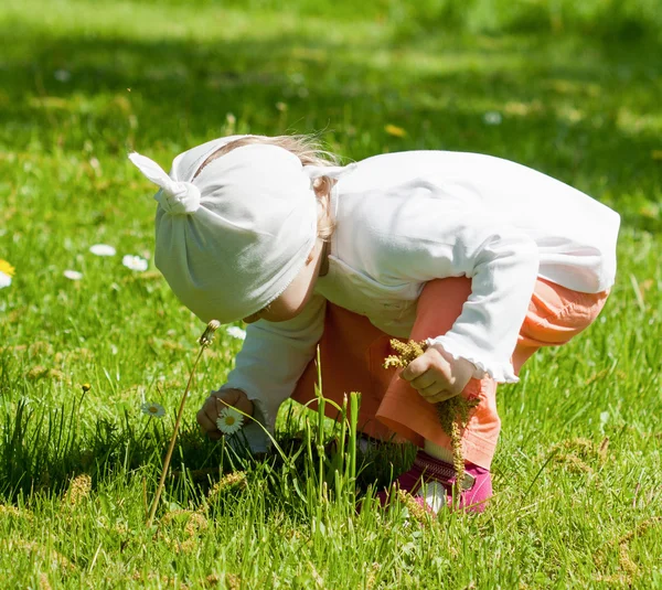 Girl picking camomiles — Stock Photo, Image