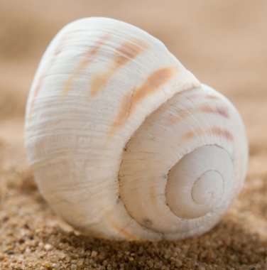 kumlu sahilde güzel deniz kabuğu