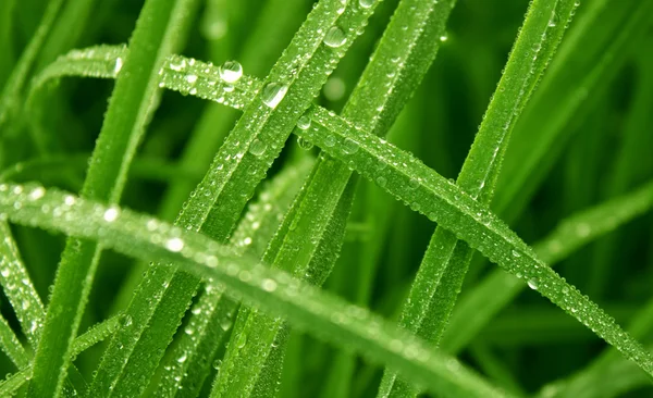 Green grass with morning dew — Stock Photo, Image