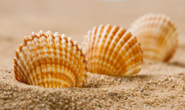 Schöne Muscheln auf Sand — Stockfoto