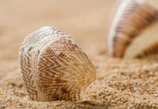 Schöne Muscheln auf Sand — Stockfoto