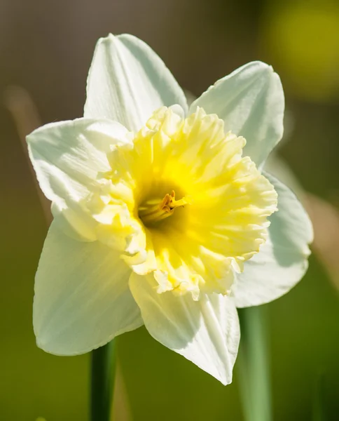 Kvetoucí květiny Narcis — Stock fotografie
