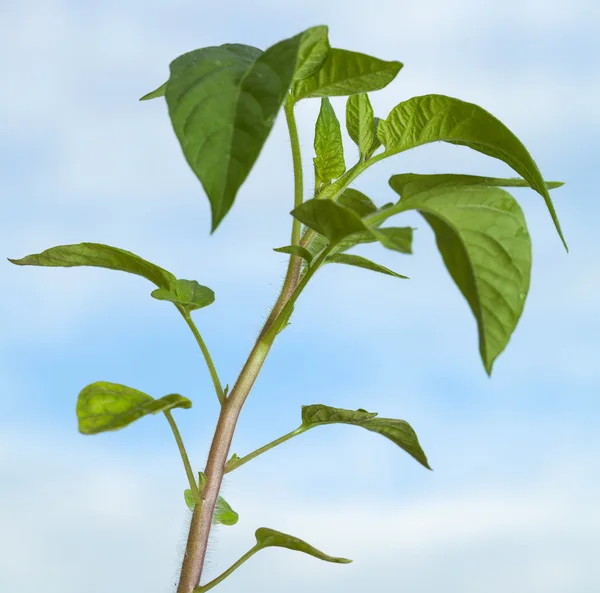 Planta de tomate Mudas verdes — Fotografia de Stock