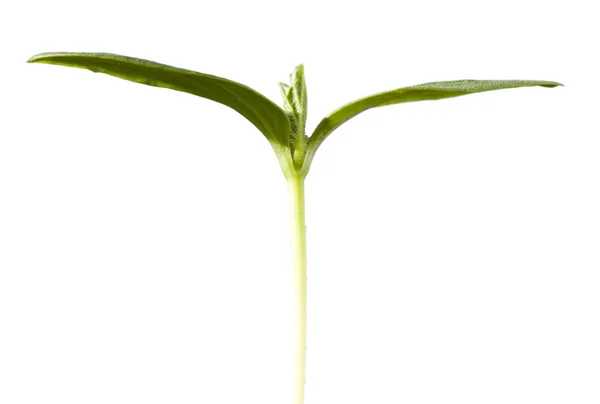 Green seedling growing — Stock Photo, Image